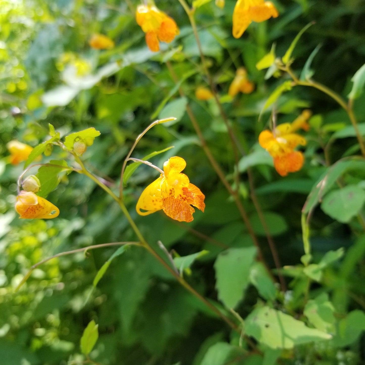 Orange Touch-Me-Not