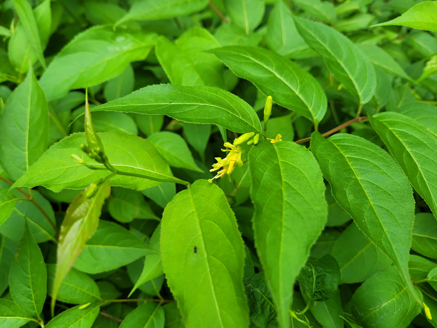 Bush Honeysuckle