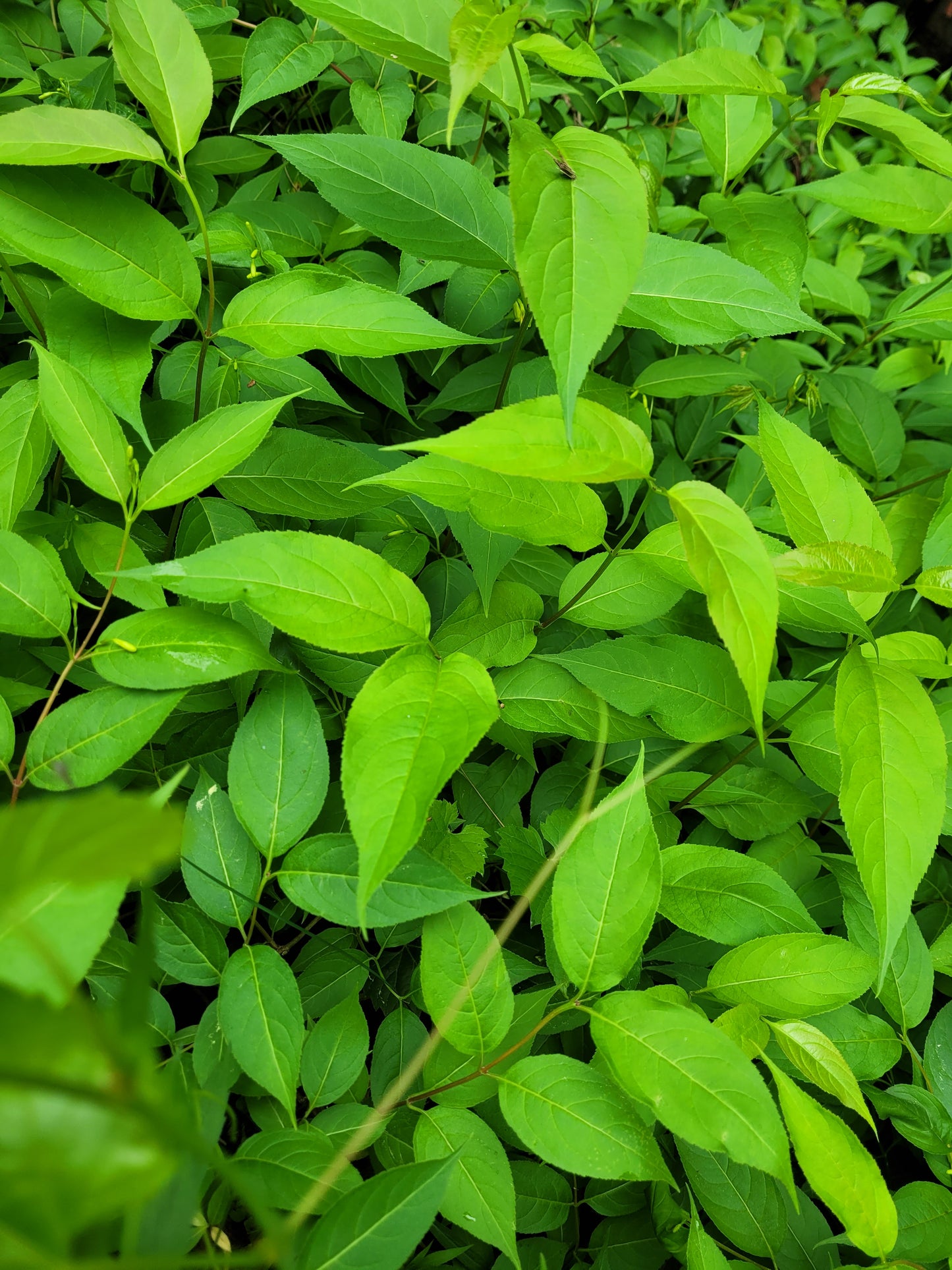 Bush Honeysuckle