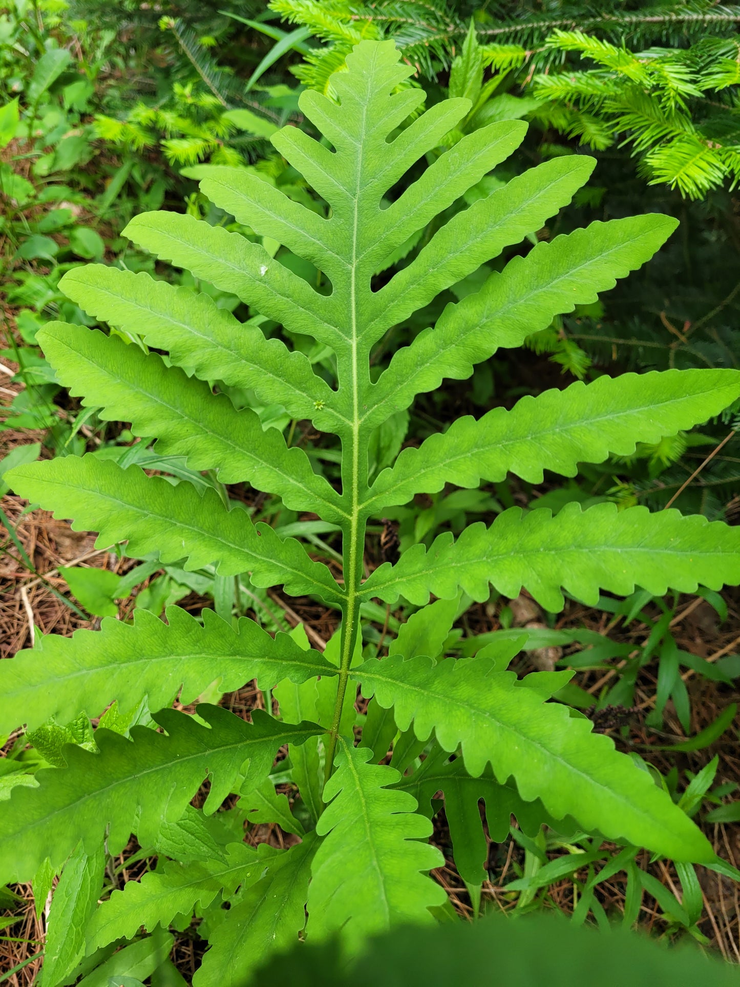 Sensitive Fern