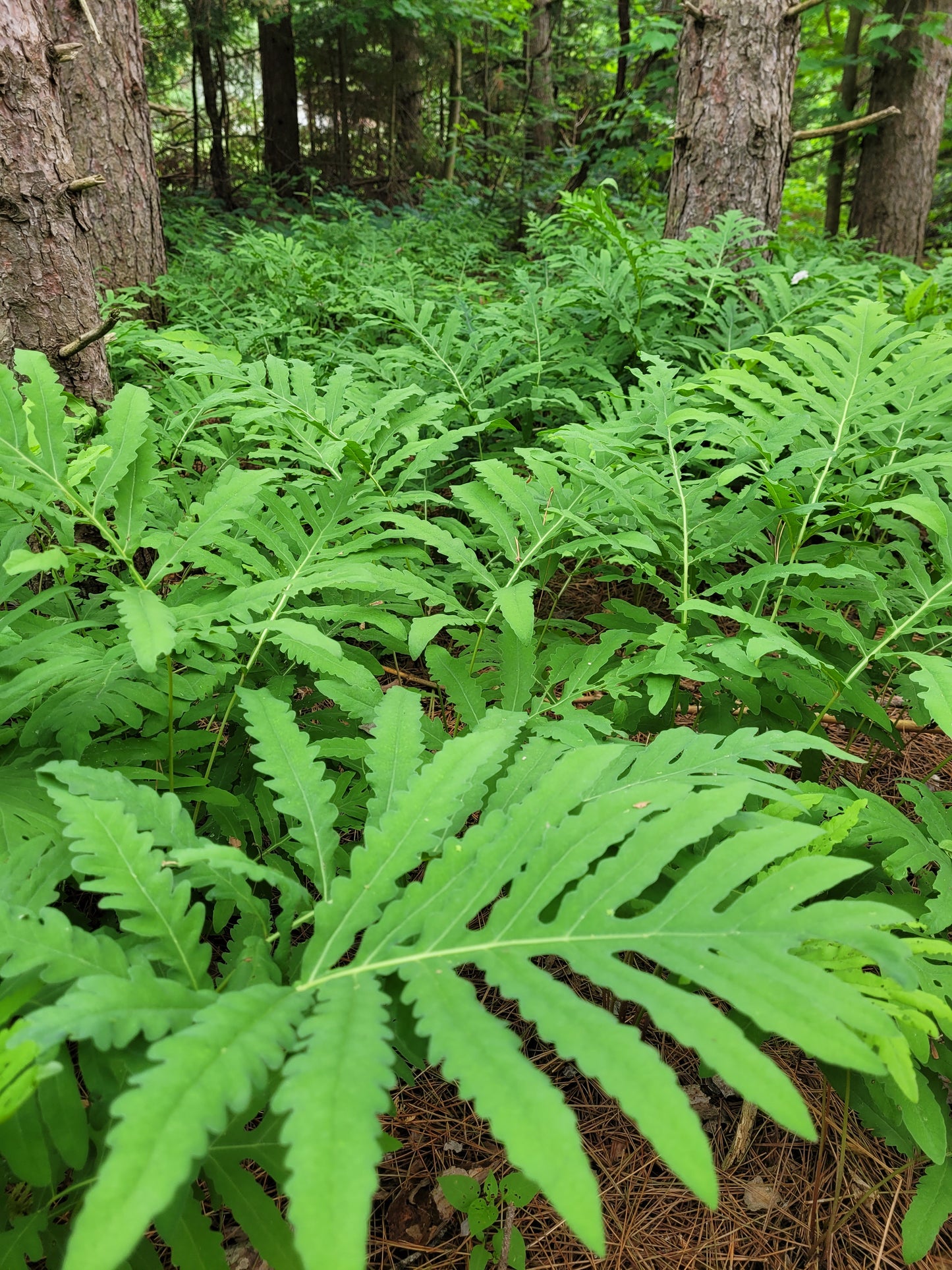 Sensitive Fern
