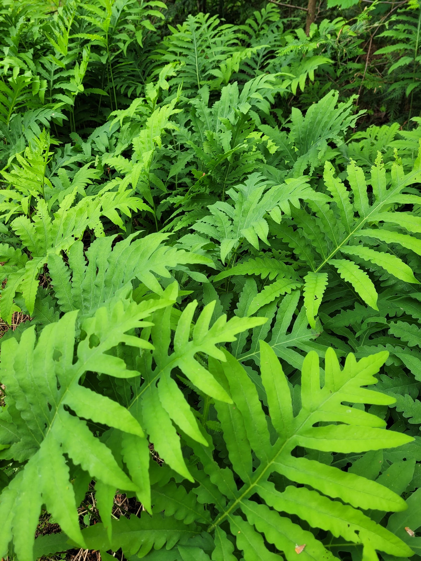 Sensitive Fern