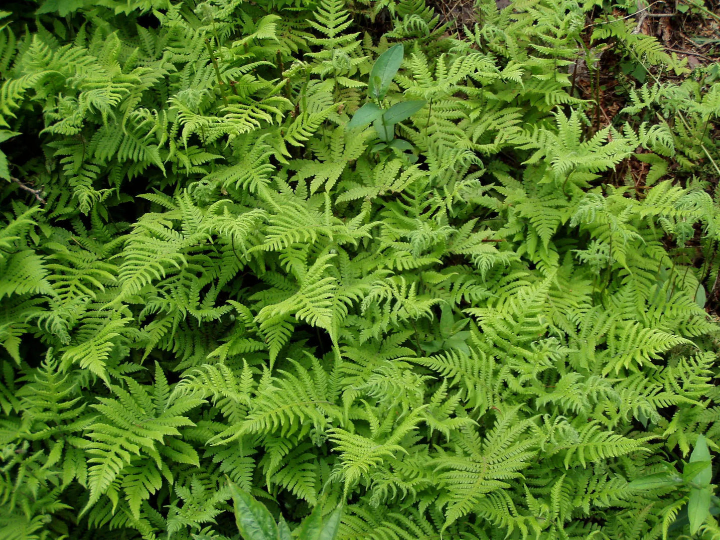 Beech Fern