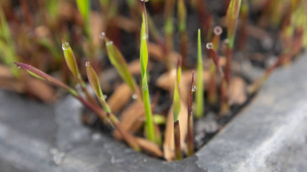 Mixed Native Grasses · Contact us to Pre-Order