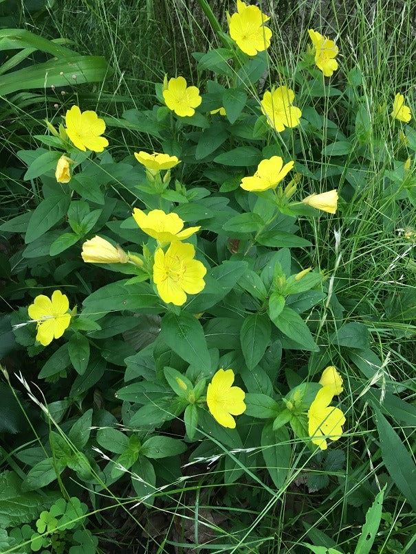 Prairie Sundrops - Oenothera Pilosella