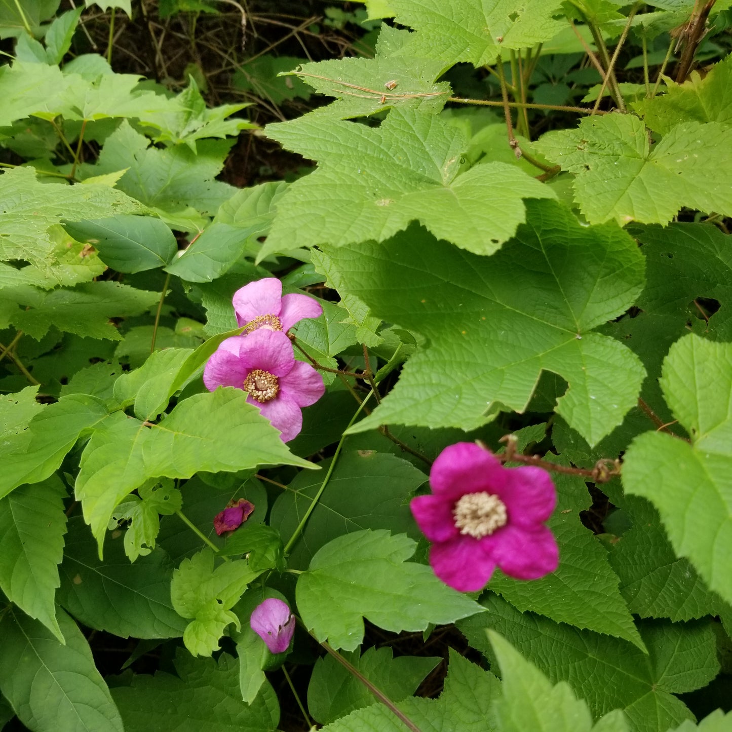 Purple Flowering Raspberry - Rubus Odoratus