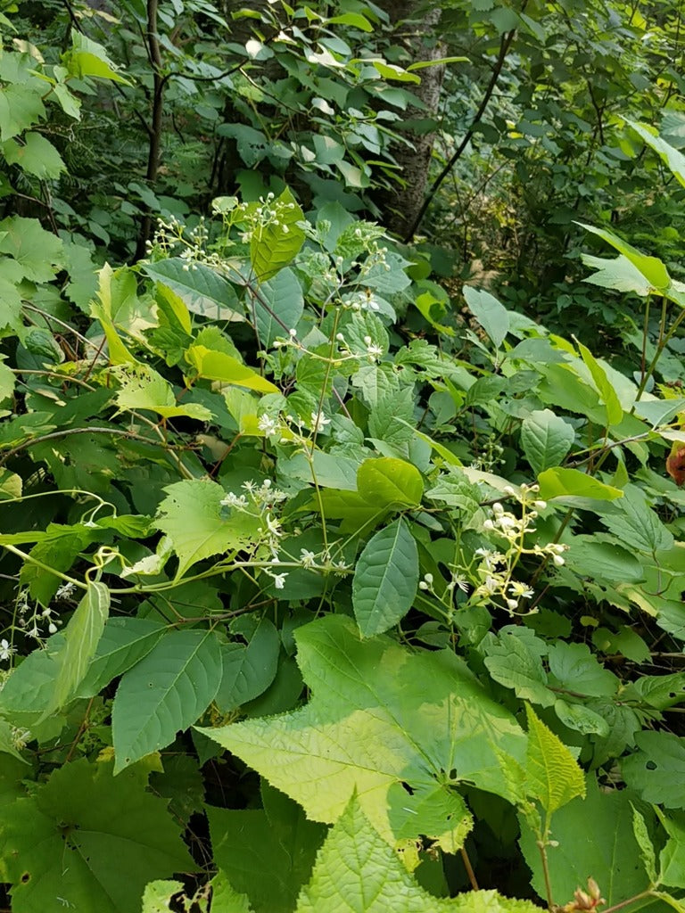 Virgin's Bower - Clematis Virginiana