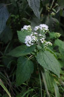 White Snakeroot