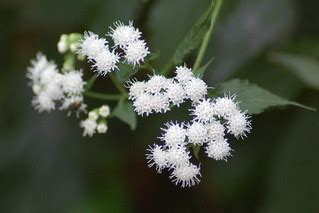 White Snakeroot