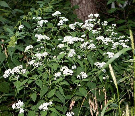 White Snakeroot