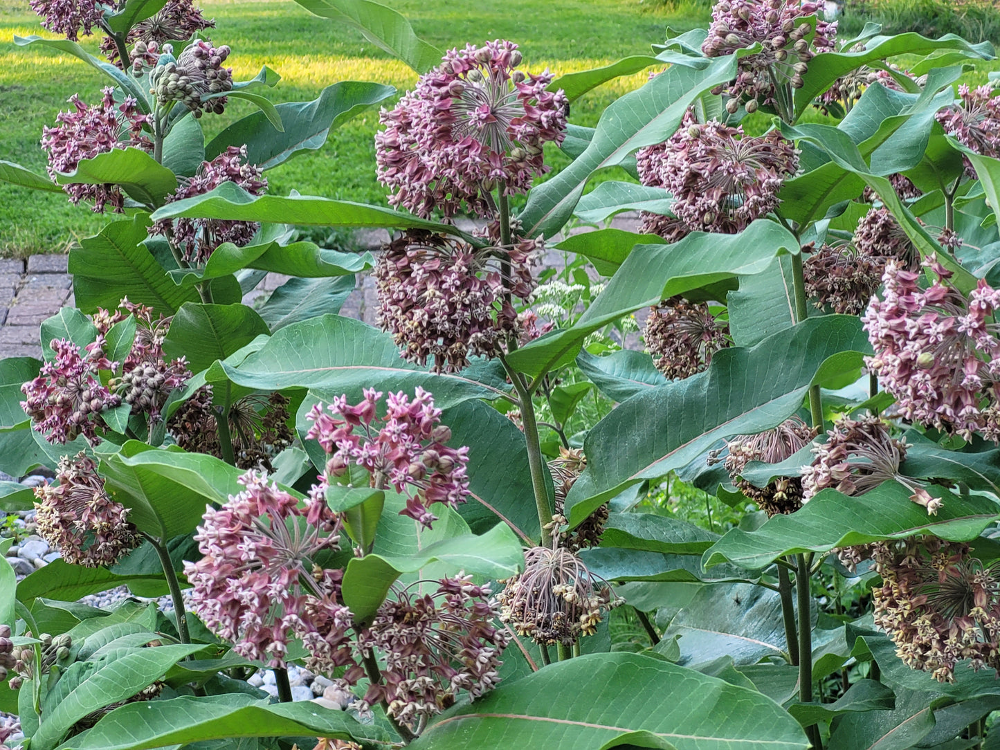 Common Milkweed