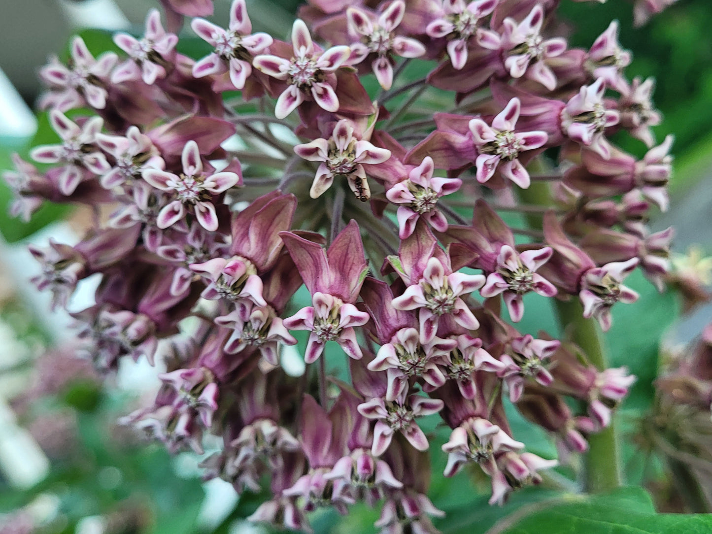 Common Milkweed