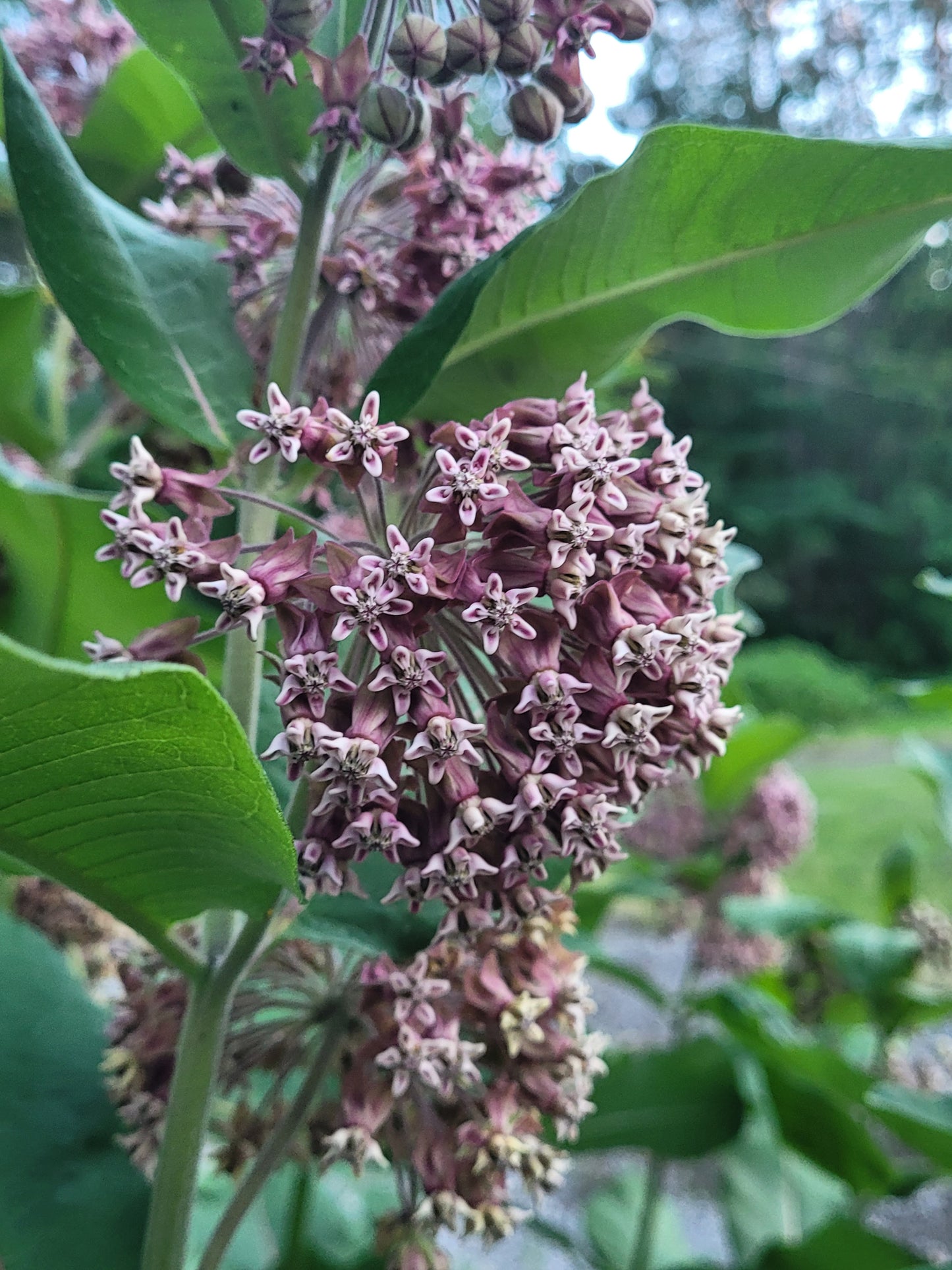 Common Milkweed