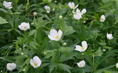 Canada Anemone
