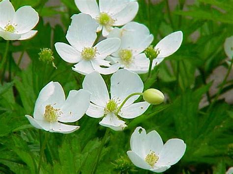 Canada Anemone