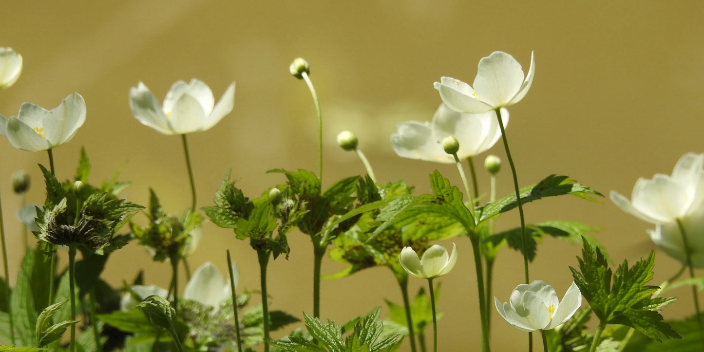 Canada Anemone