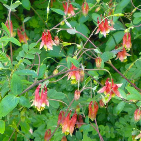 Canada Columbine