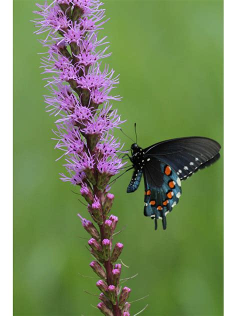 Dense Blazing Star