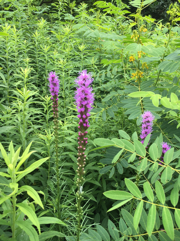 Dense Blazing Star