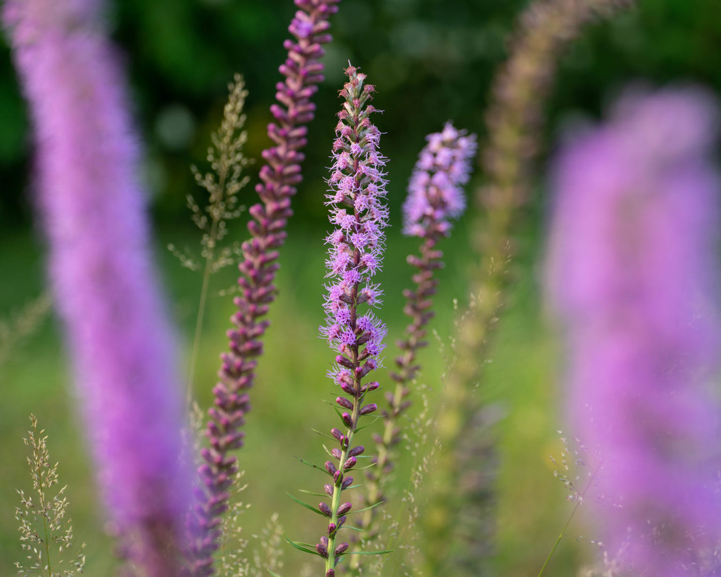 Dense Blazing Star