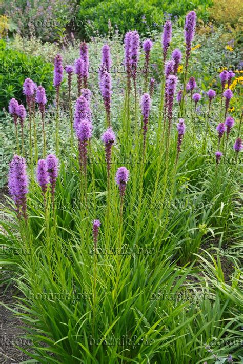 Dense Blazing Star