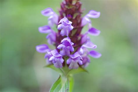 Self Heal