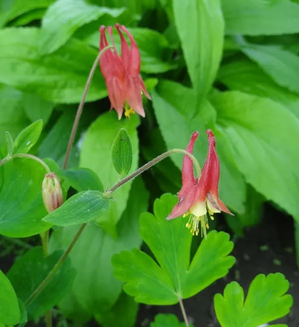Canada Columbine