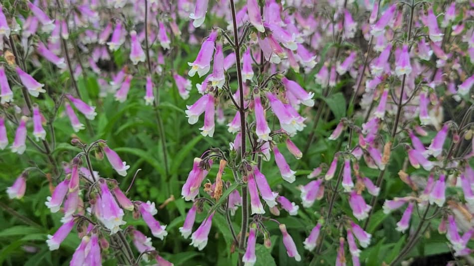 Hairy Beardtongue