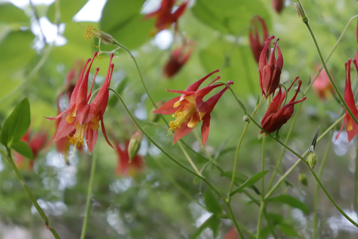 Canada Columbine