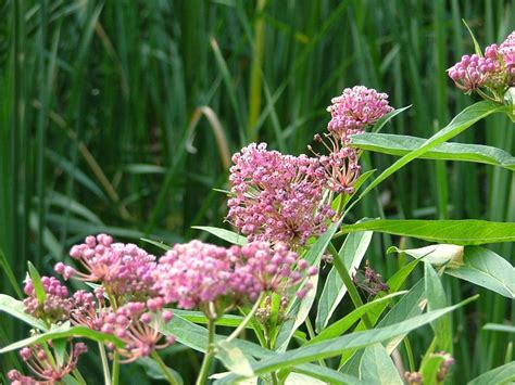 Rose Milkweed