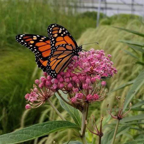 Rose Milkweed