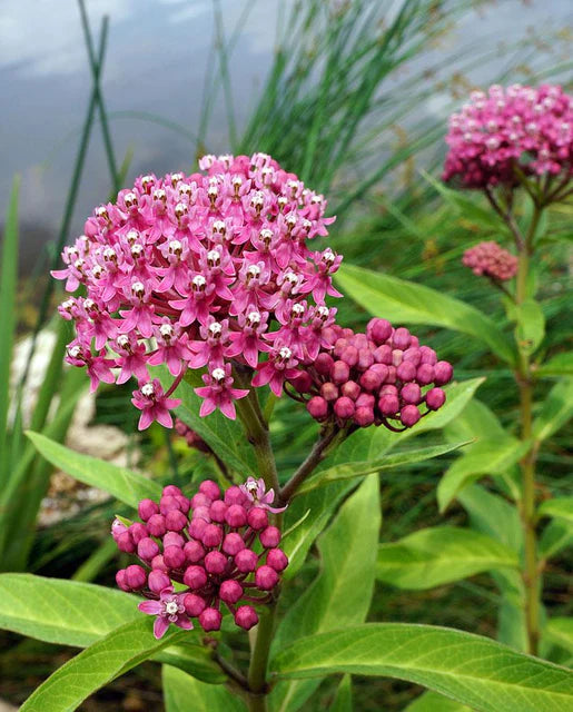 Rose Milkweed