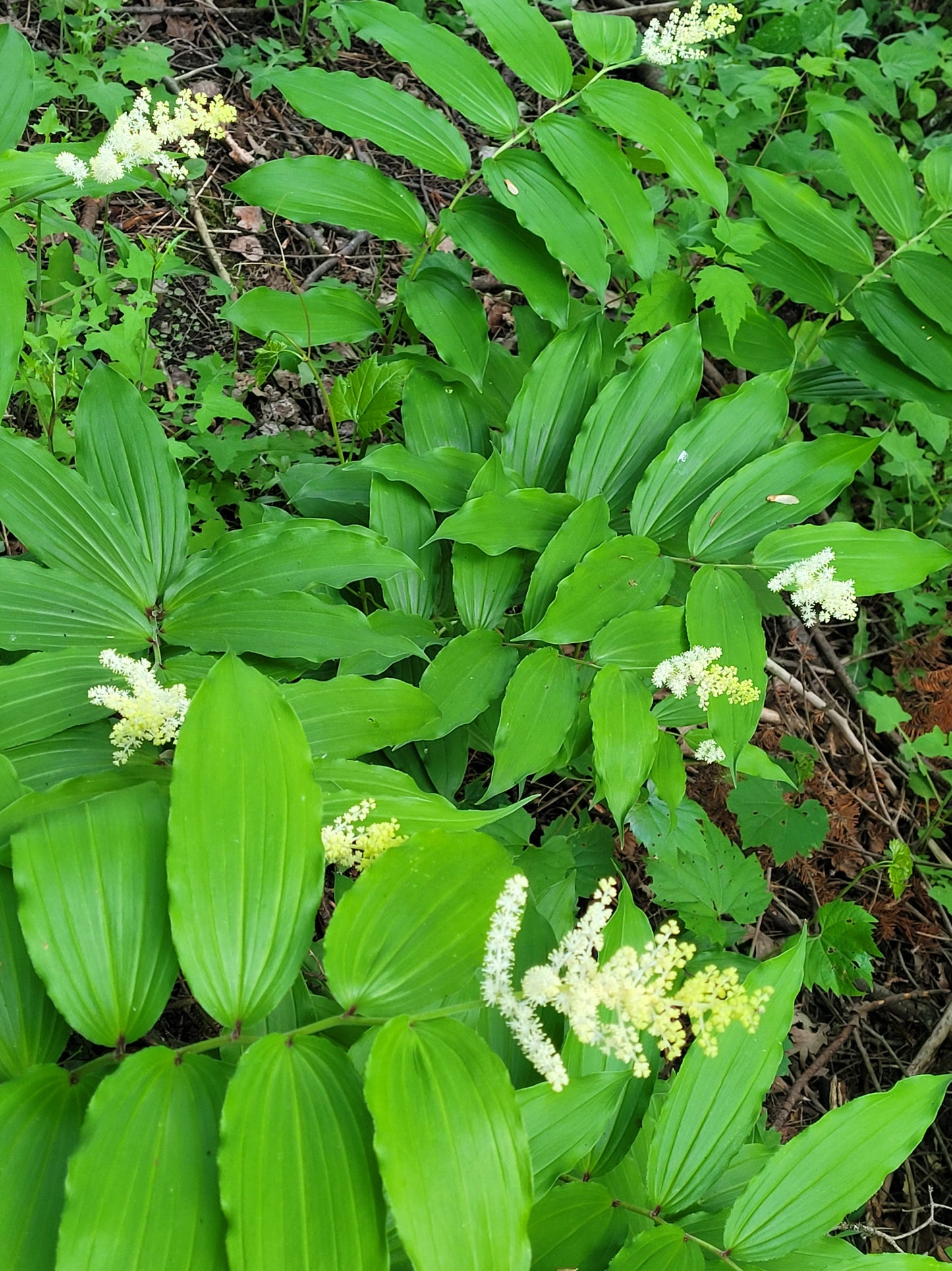 False Solomon's Seal