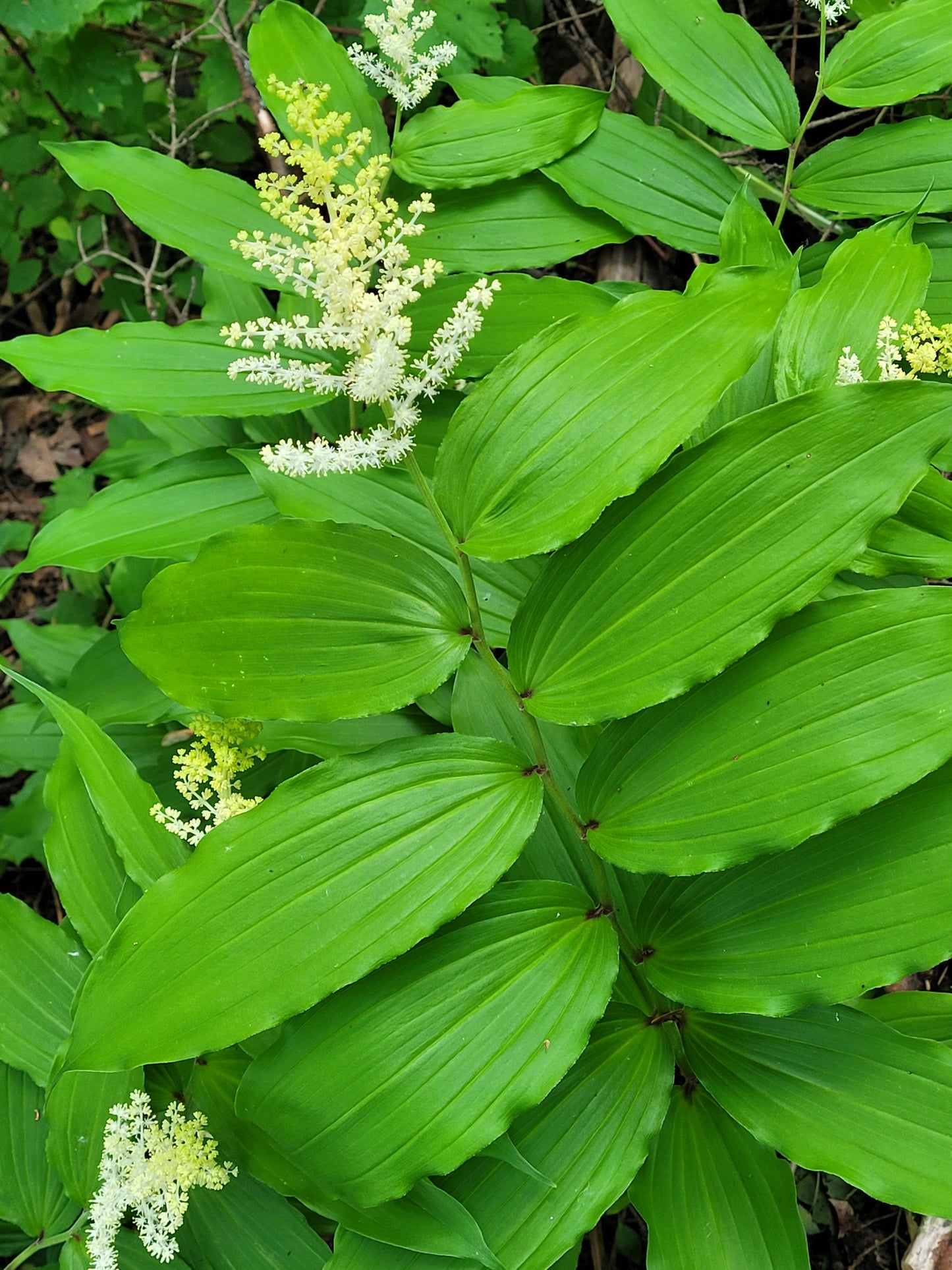 False Solomon's Seal