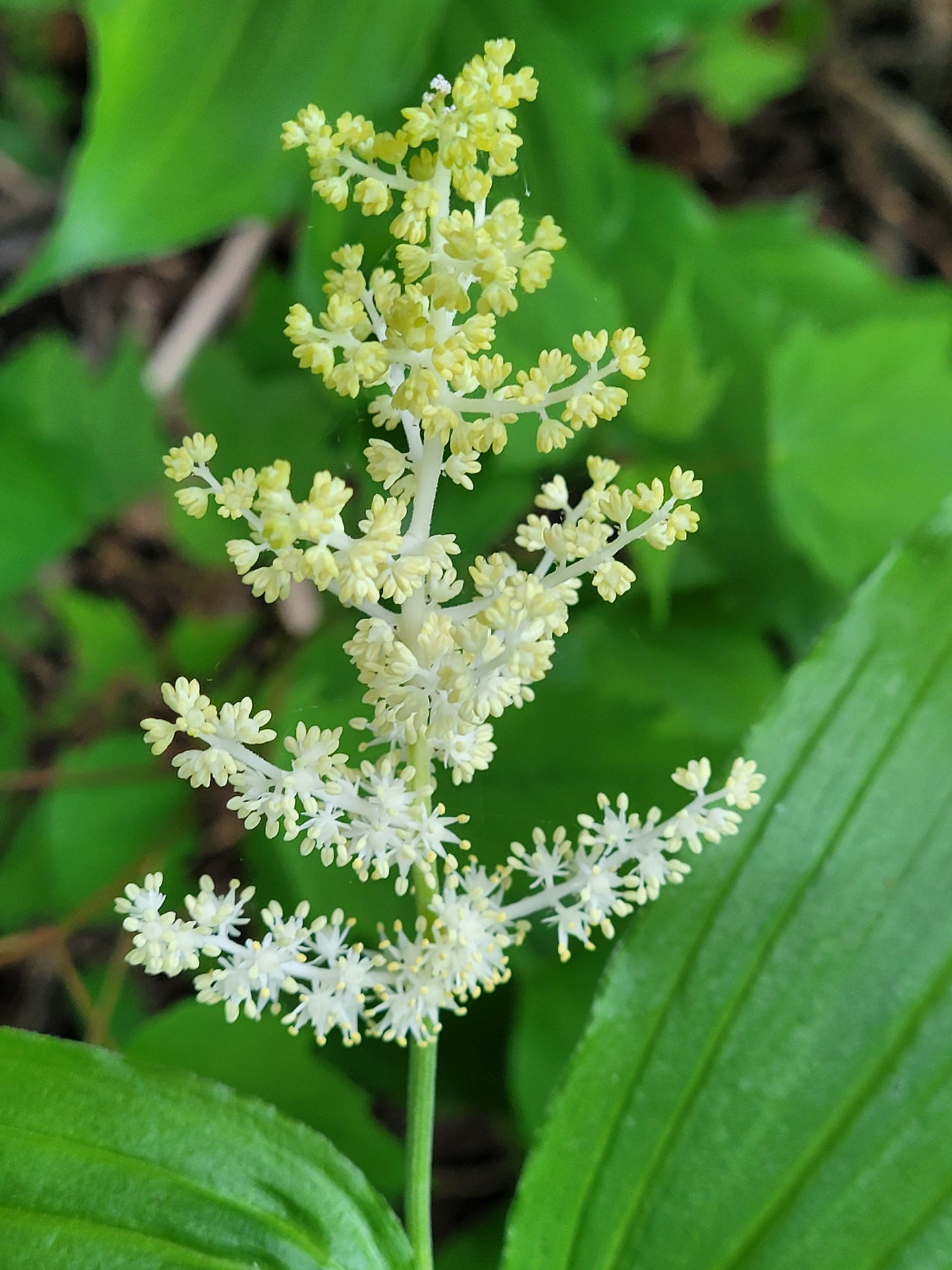 False Solomon's Seal