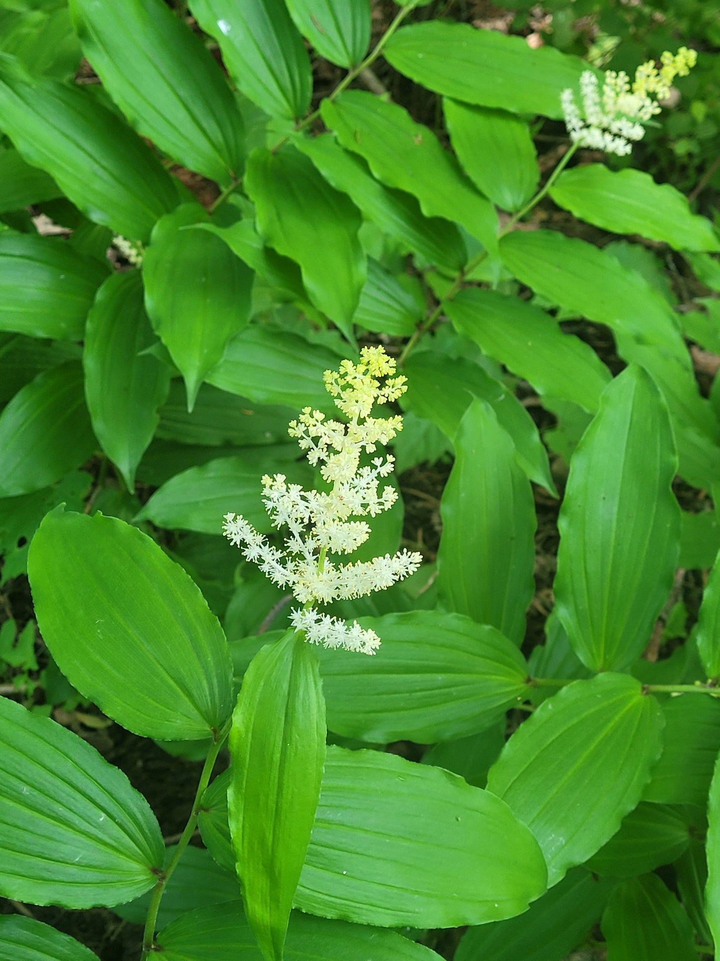 False Solomon's Seal