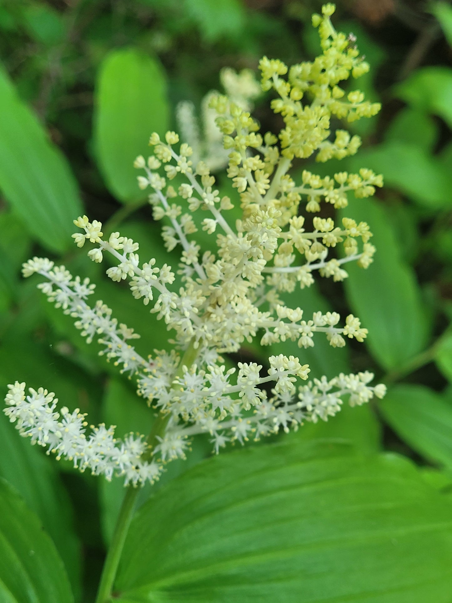 False Solomon's Seal