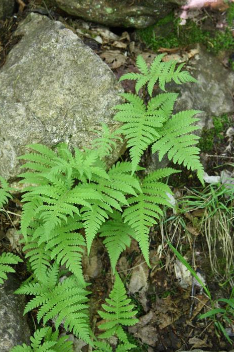 Beech Fern