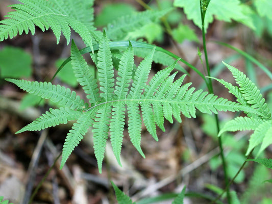 Beech Fern