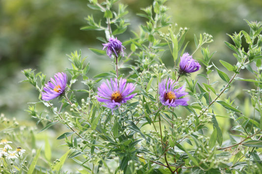 New England Aster