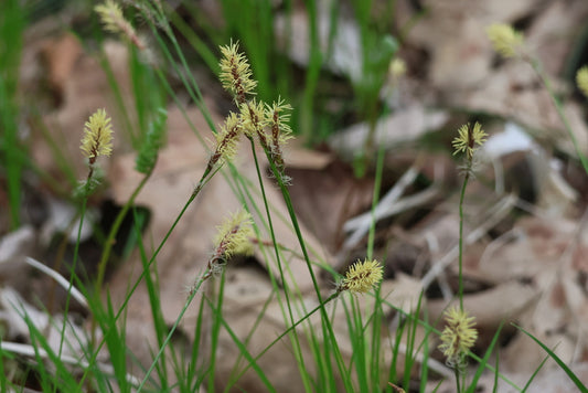 Oak Sedge