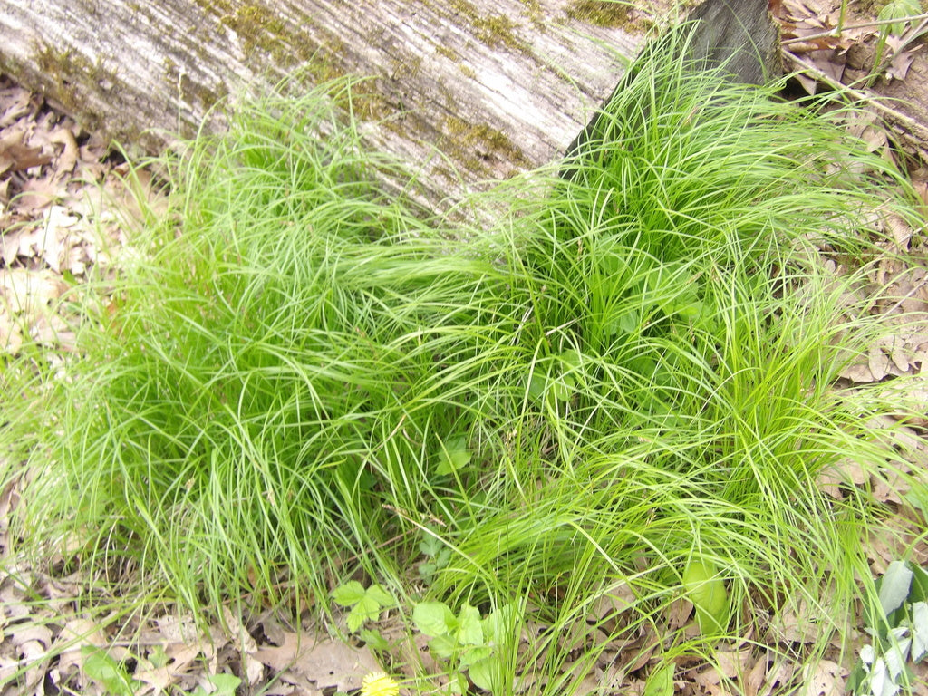 Oak Sedge