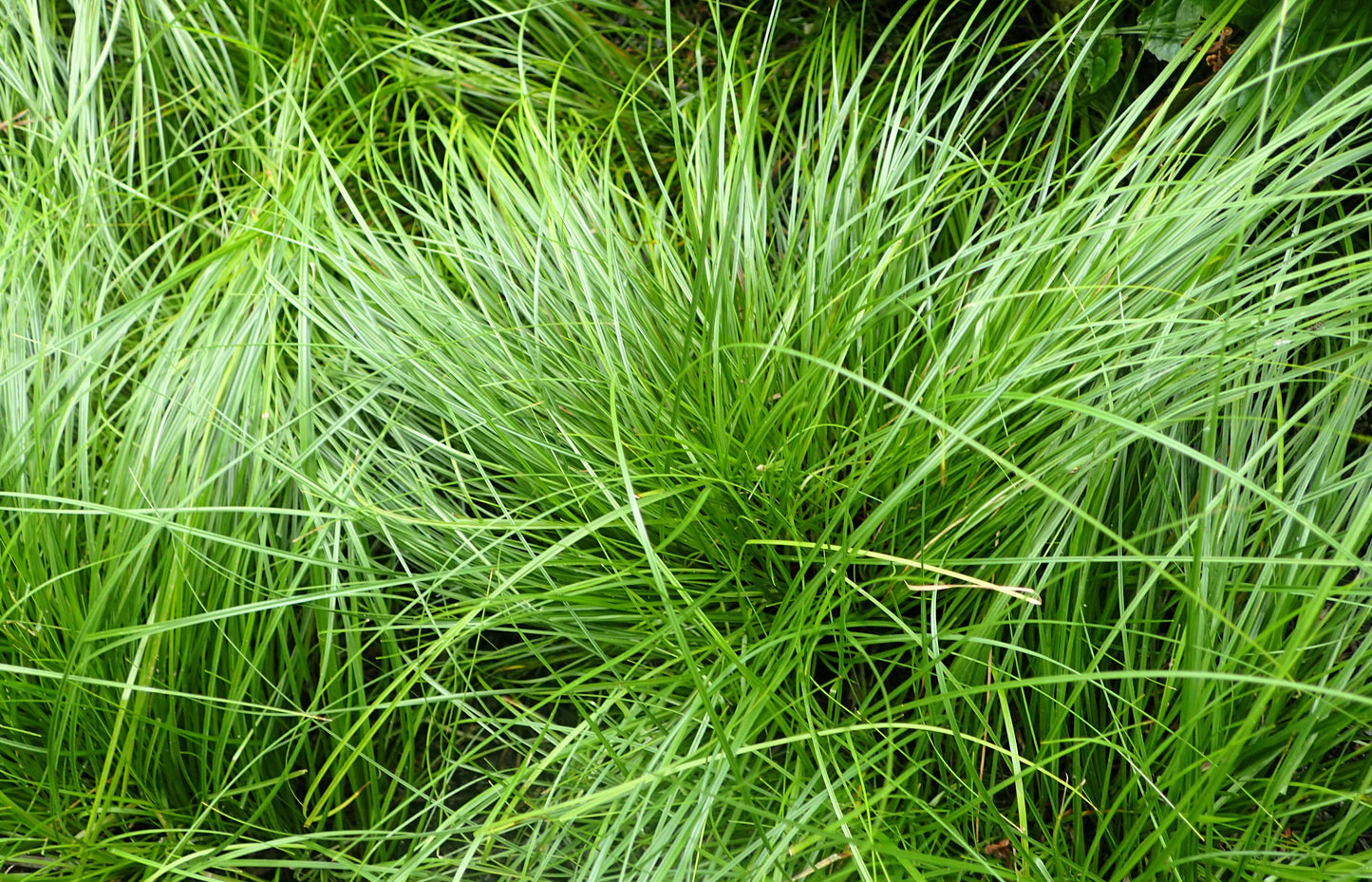 Oak Sedge