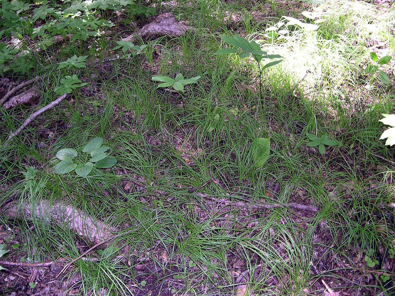 Oak Sedge