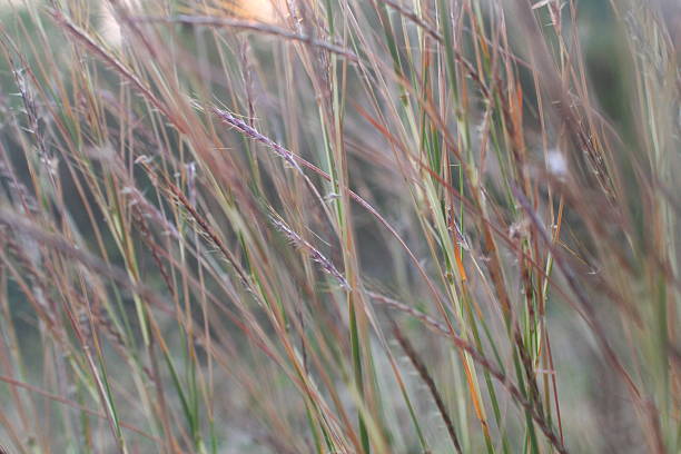 Mixed Native Grasses · Contact us to Pre-Order