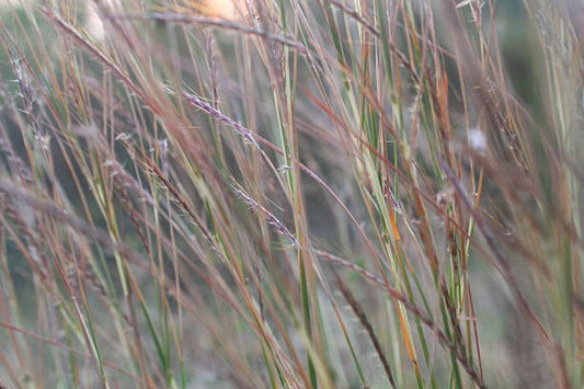 Mixed Native Grasses · Contact us to Pre-Order