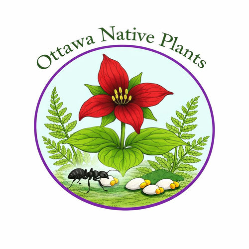 Ottawa Native Plants