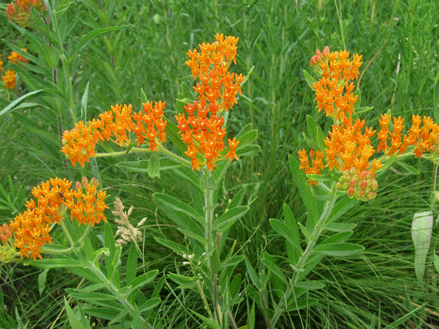 Butterfly Milkweed