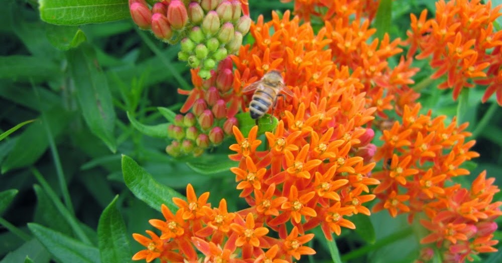 Butterfly Milkweed