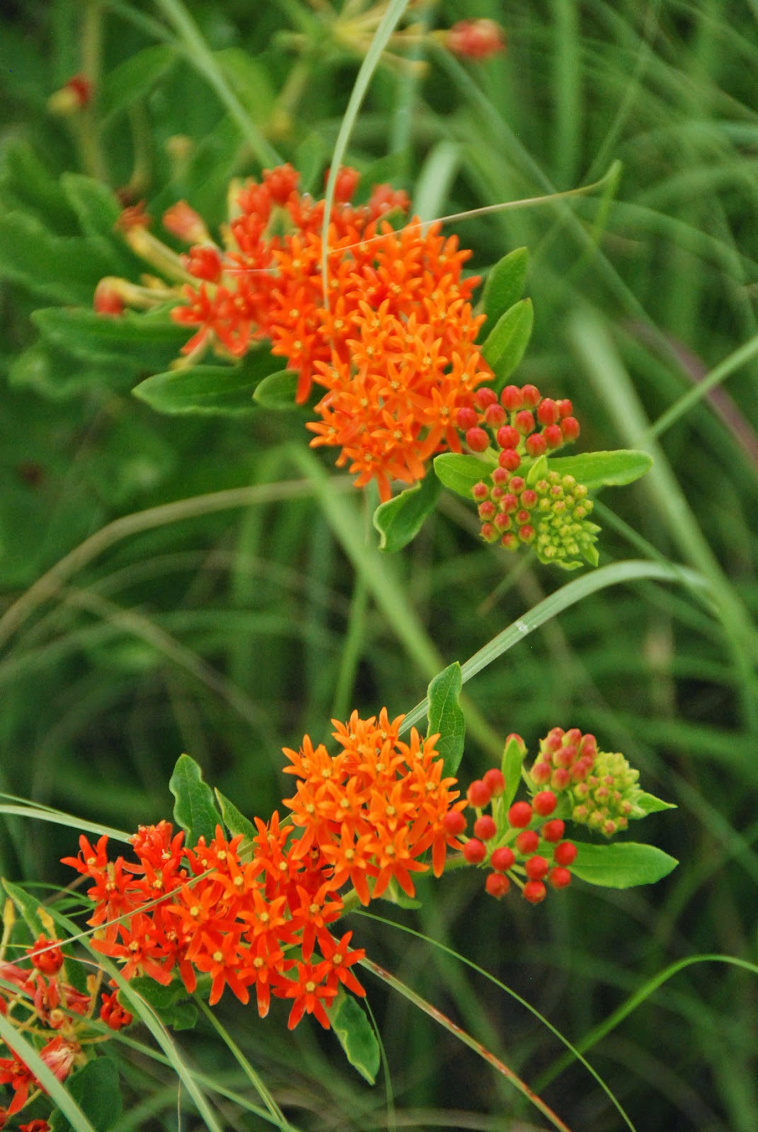 Butterfly Milkweed